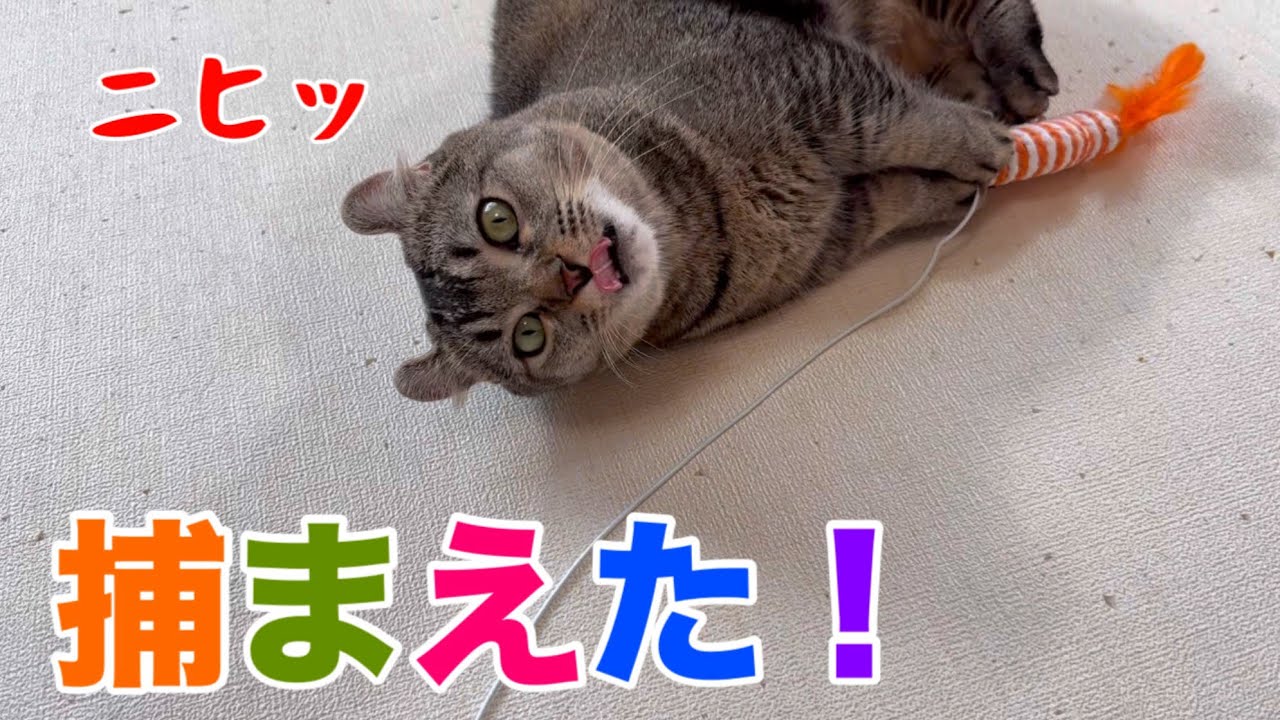 猫は「1回捕獲」したら急に冷める？百均おもちゃで検証した結果が意外すぎた