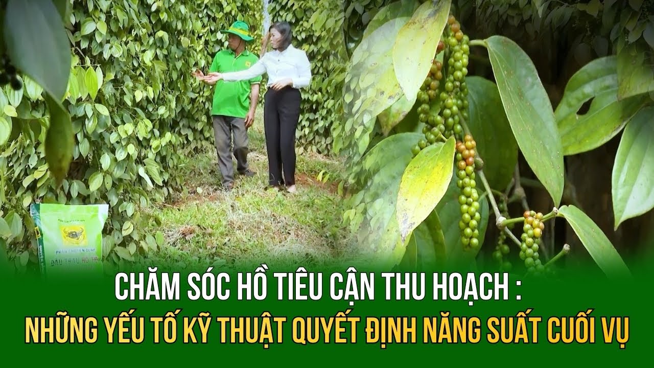 Chăm sóc hồ tiêu cận thu hoạch : Những yếu tố kỹ thuật quyết định năng suất cuối vụ
