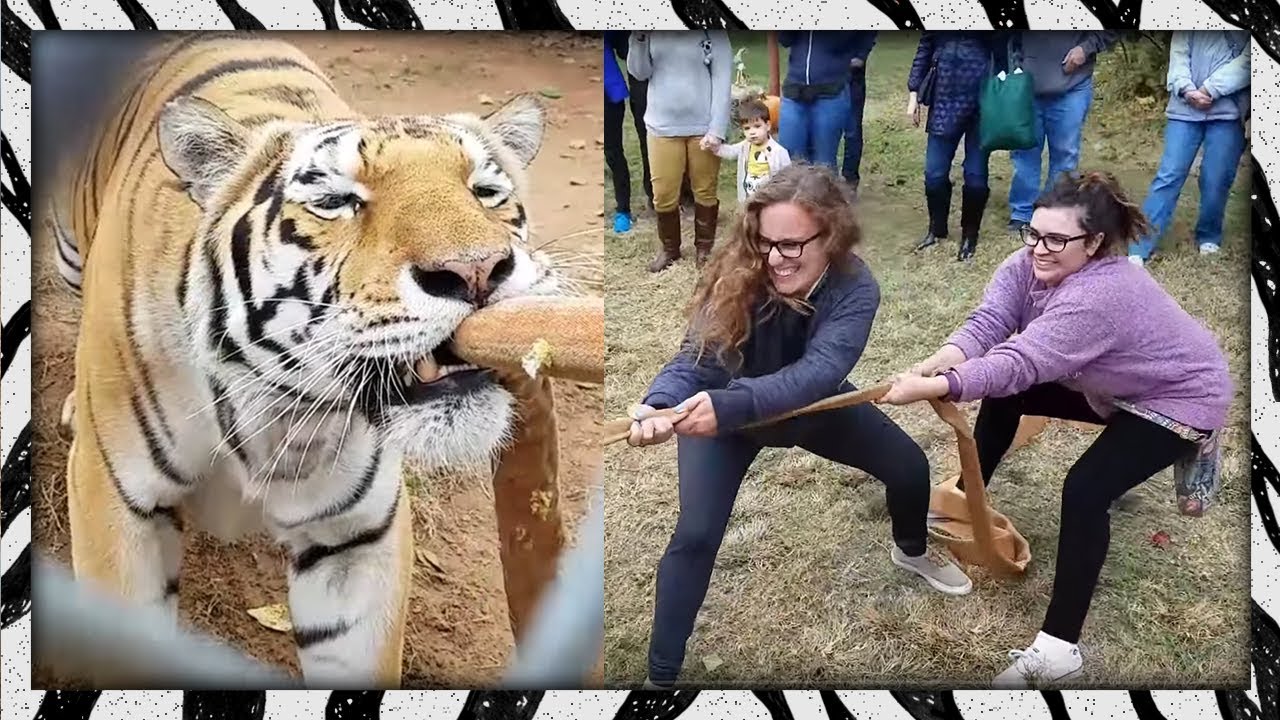 Люди против тигров! 🐯 Перетягивание каната тиграми
