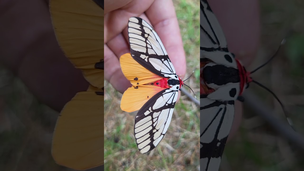 The DAZZLING Milky Tiger Moth / Areas galactina