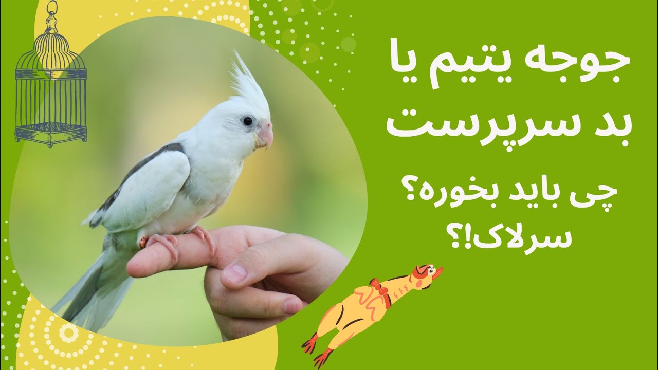 سرلاک دادن به جوجه پرنده - جوجه سرلاکی - آموزش تهیه سرلاک و سرلاک دادن به جوجه ها