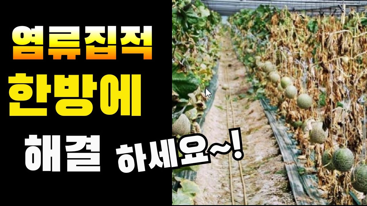 염류집적 해결! / 염류집적 이렇게 해결하세요~ / 비료 잘못 주면 오는 염류집적 해결법! / Salt accumulation solution