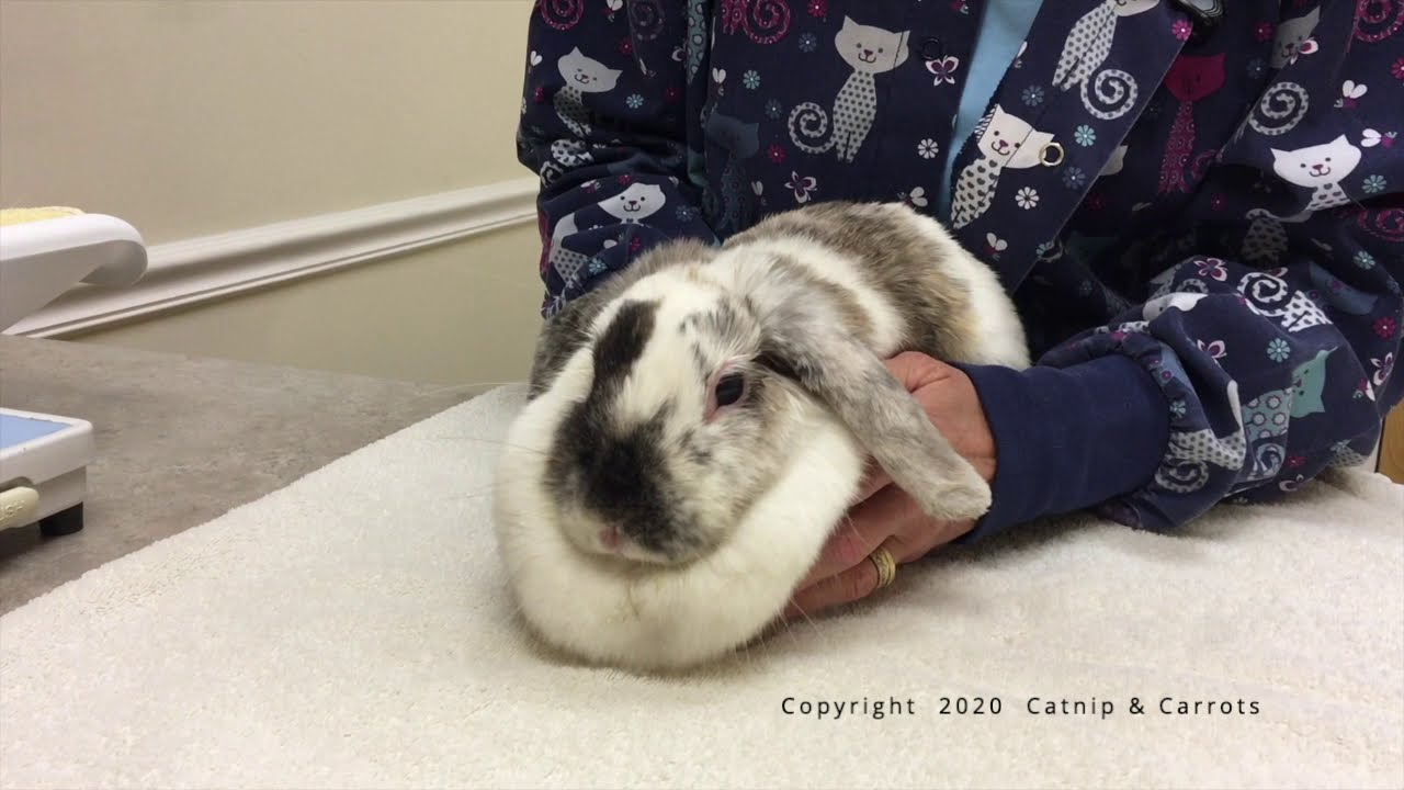 How to check a female rabbits spay incision