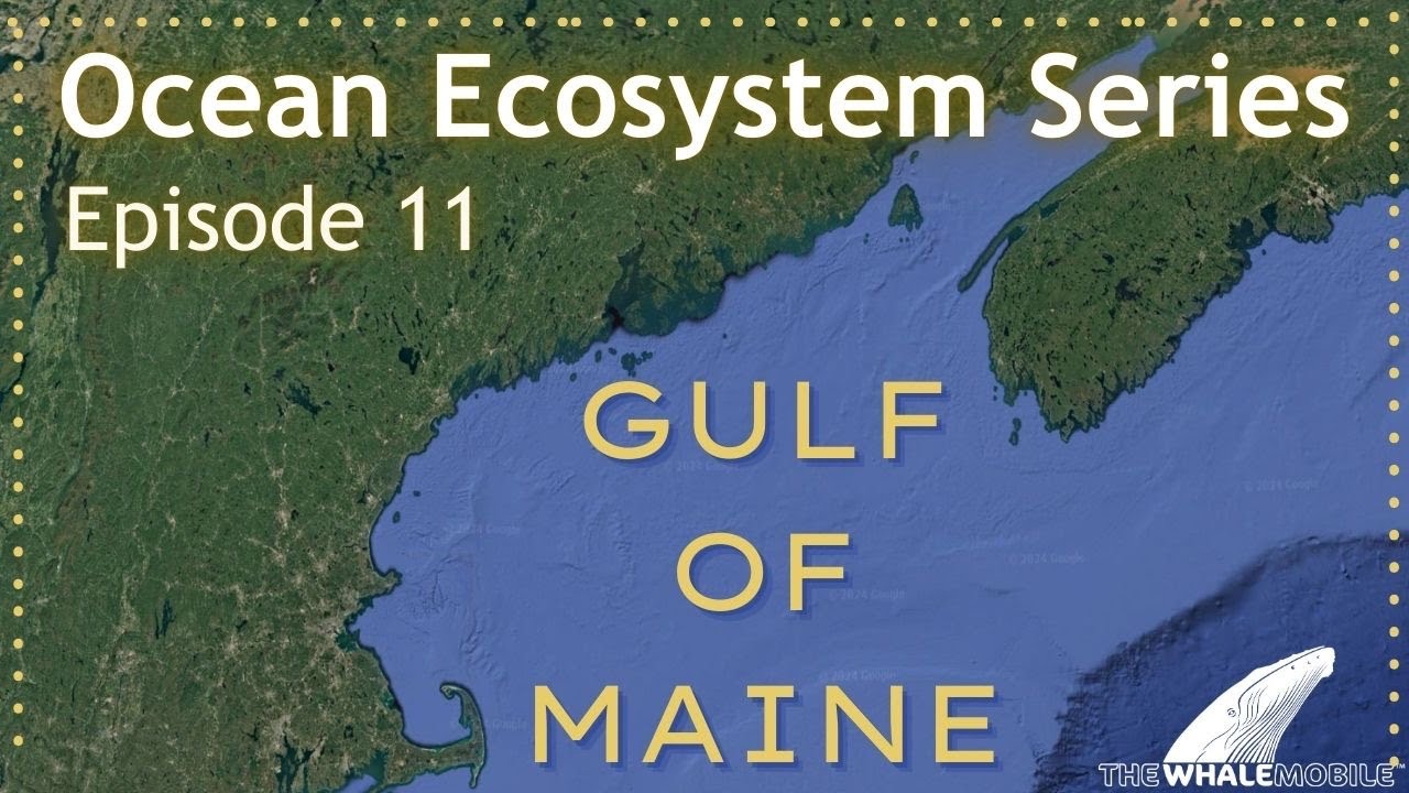 Ocean Ecosystem Series | Episode 11: Gulf of Maine
