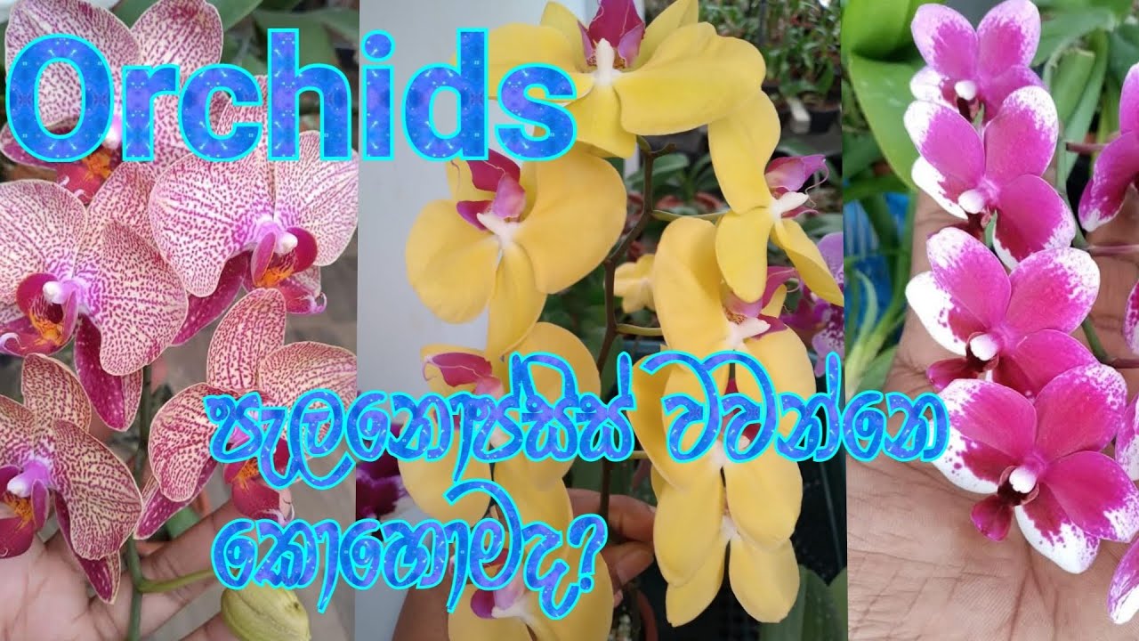 ORCHIDS -  පැලනොප්සිස් ( මල් ලොවේ අග රැජිණිය ) වවන්න ආස නම් මේ වීඩියෝ එක ඉවර වෙනකල්ම බලන්න.#trending