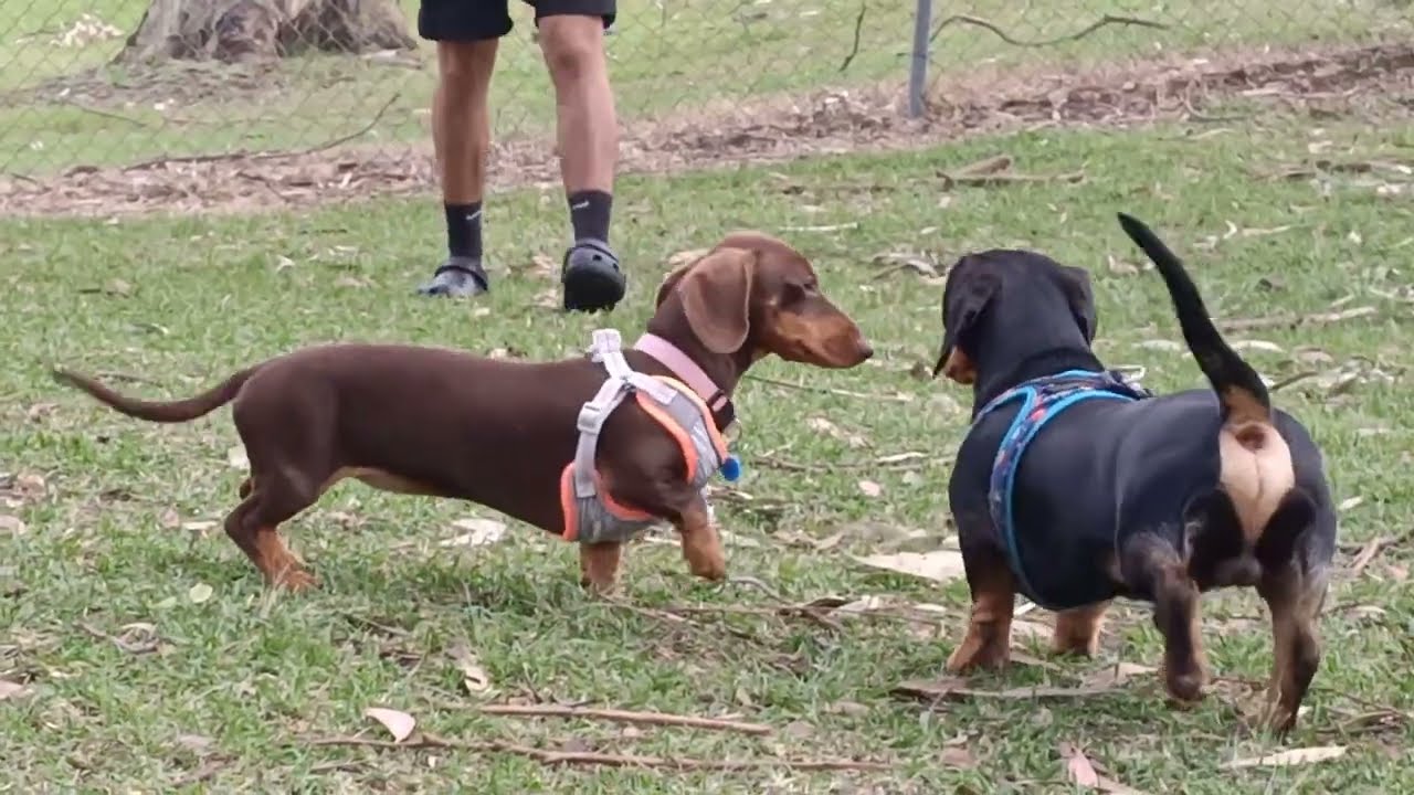 Dachshunds in the Park (Honey's Cut)