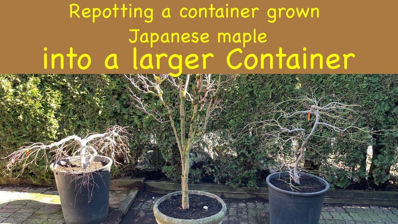 Repotting a  container grown Japanese maple into a LARGER container