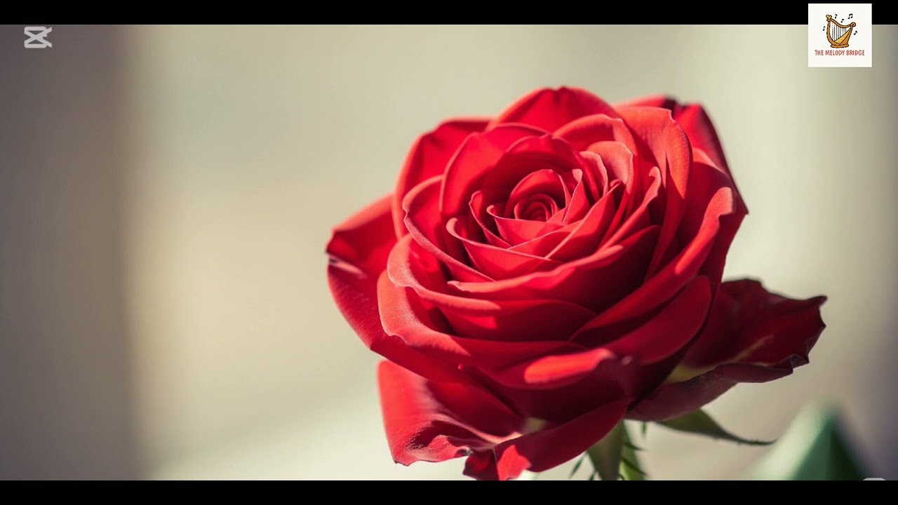 ပန်းချစ်သူ//Pann Chit Thu- Khin Maung Toe, Me Me Win Phay, English lyrics