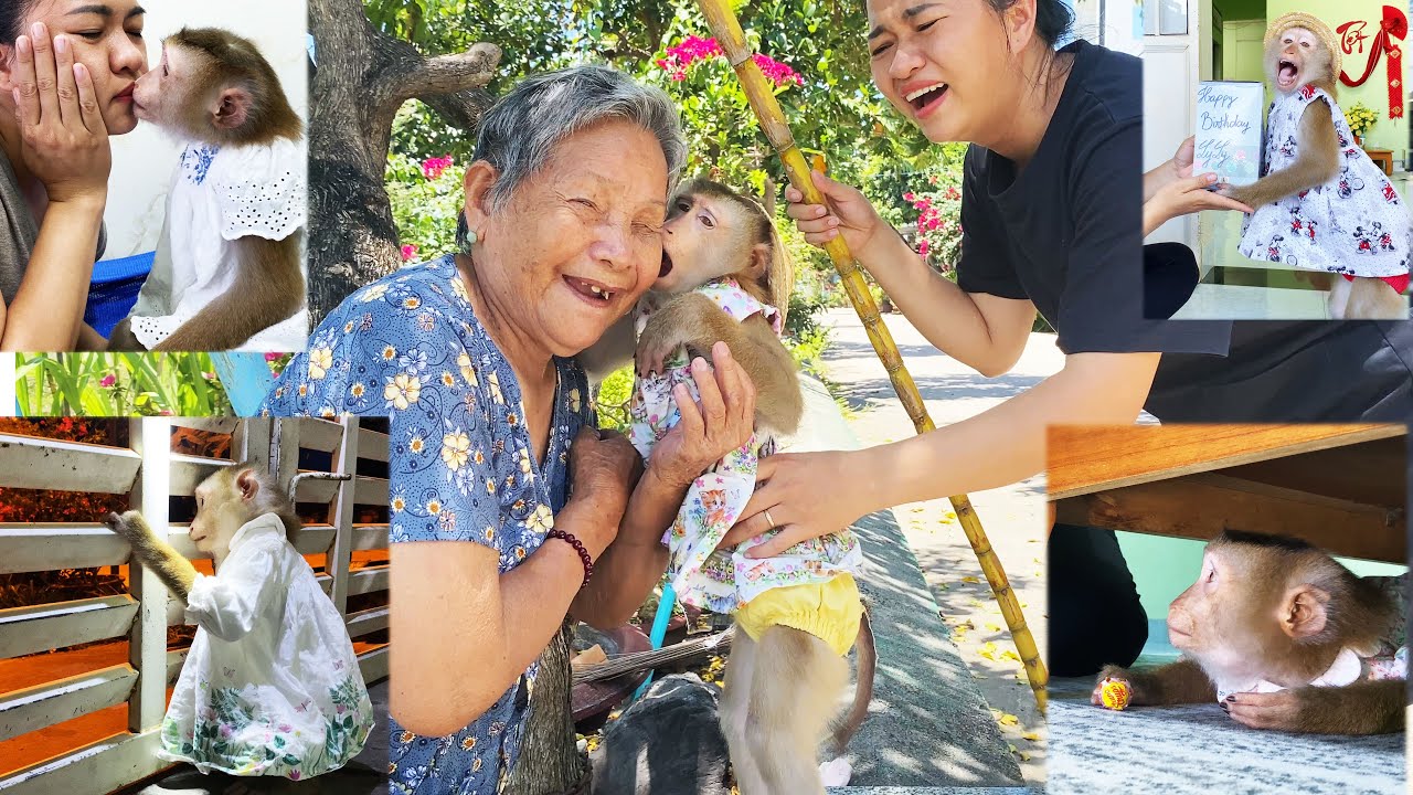 Monkey Lyly's unforgettable memories in the old house are now just the past.