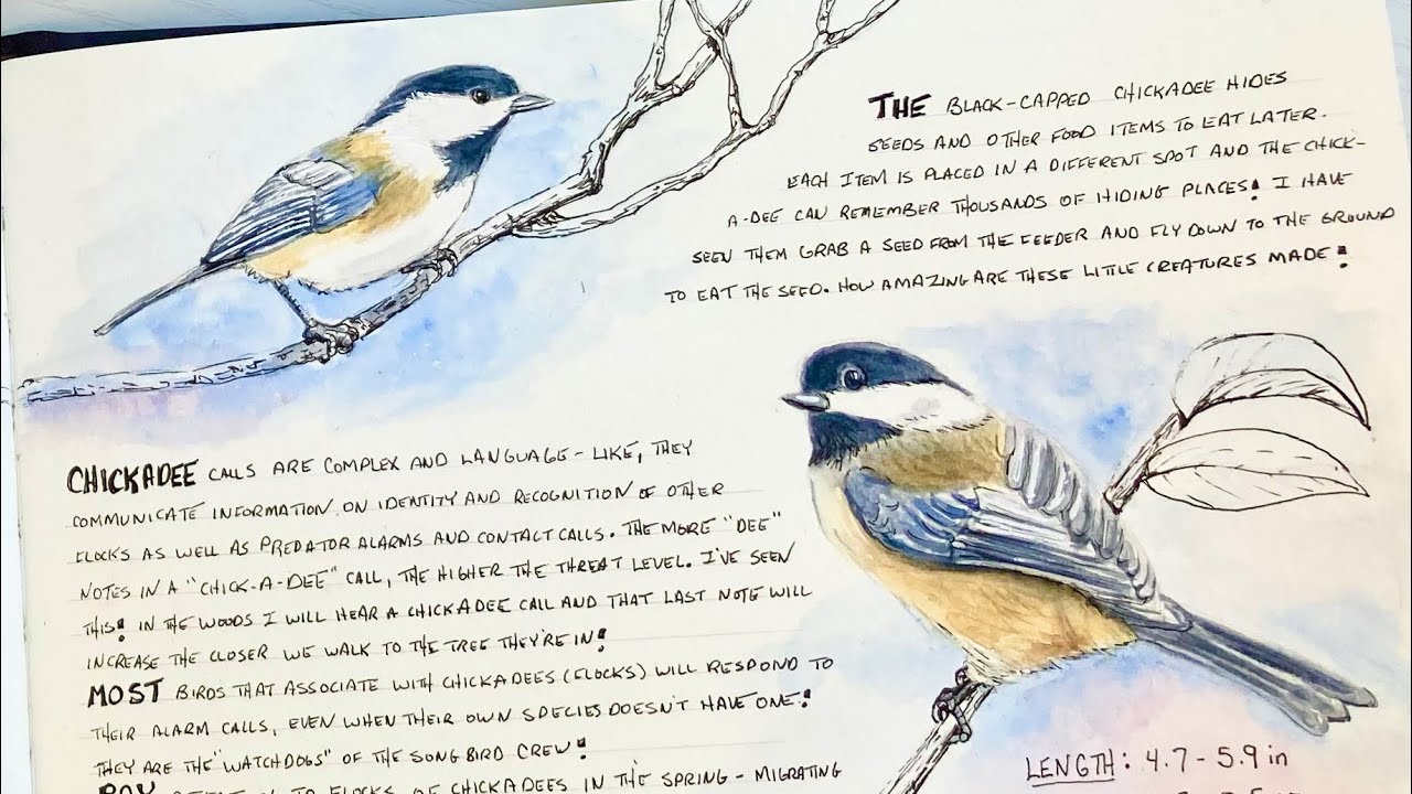 How To Draw A Realistic Bird/Watercolor Nature Journal