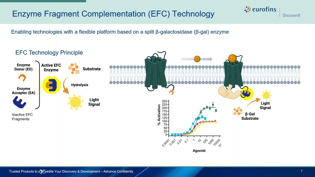 Webinar: Advancing Obesity Drug Discovery: Cell-based Assays for GLP 1 and the G Suite