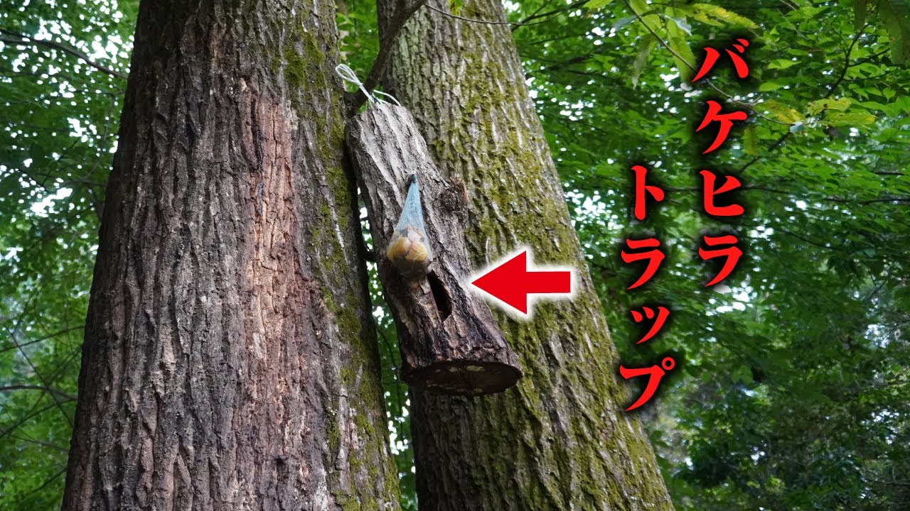 クヌギの木に深い穴を空けて中にパイナップルをぶち込むだけ