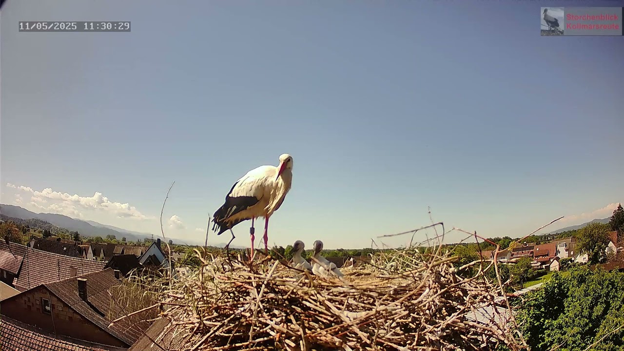 2025.05.11 Storch wirft Junges aus dem Nest