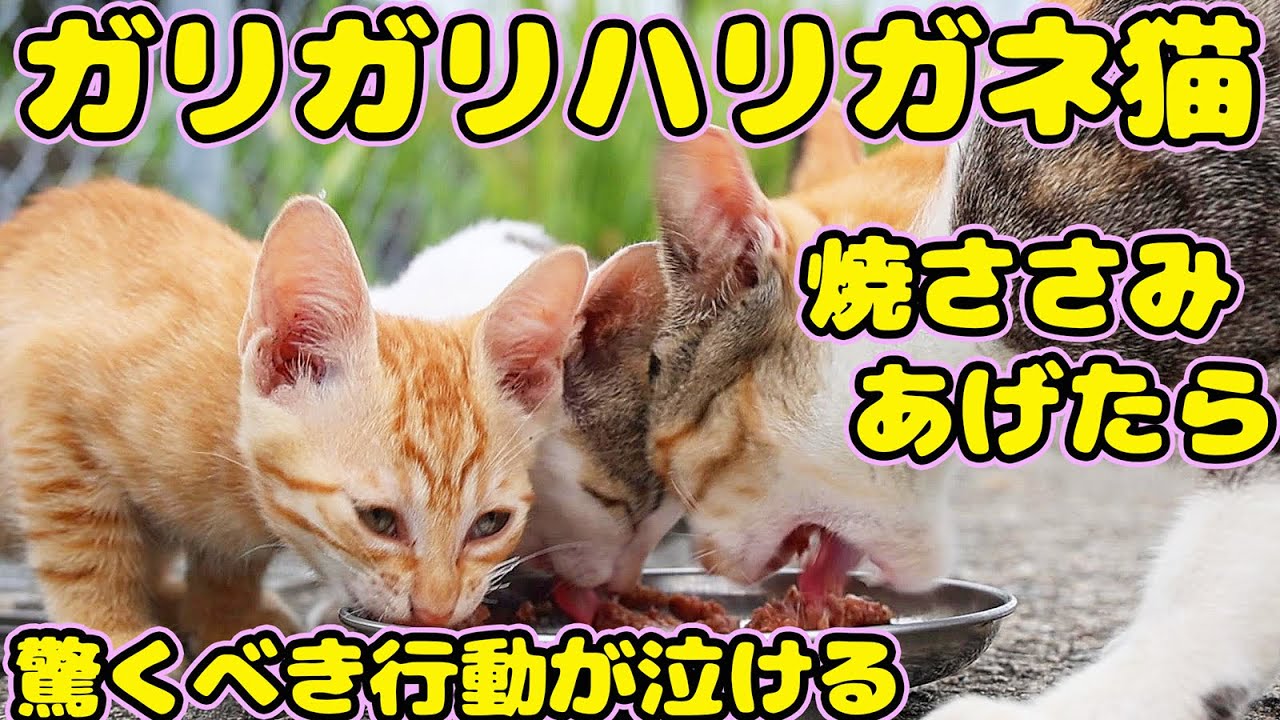 【子猫】ガリガリハリガネ猫さんにいなばの焼ささみをあげたら。。。驚くべき行動が泣ける
