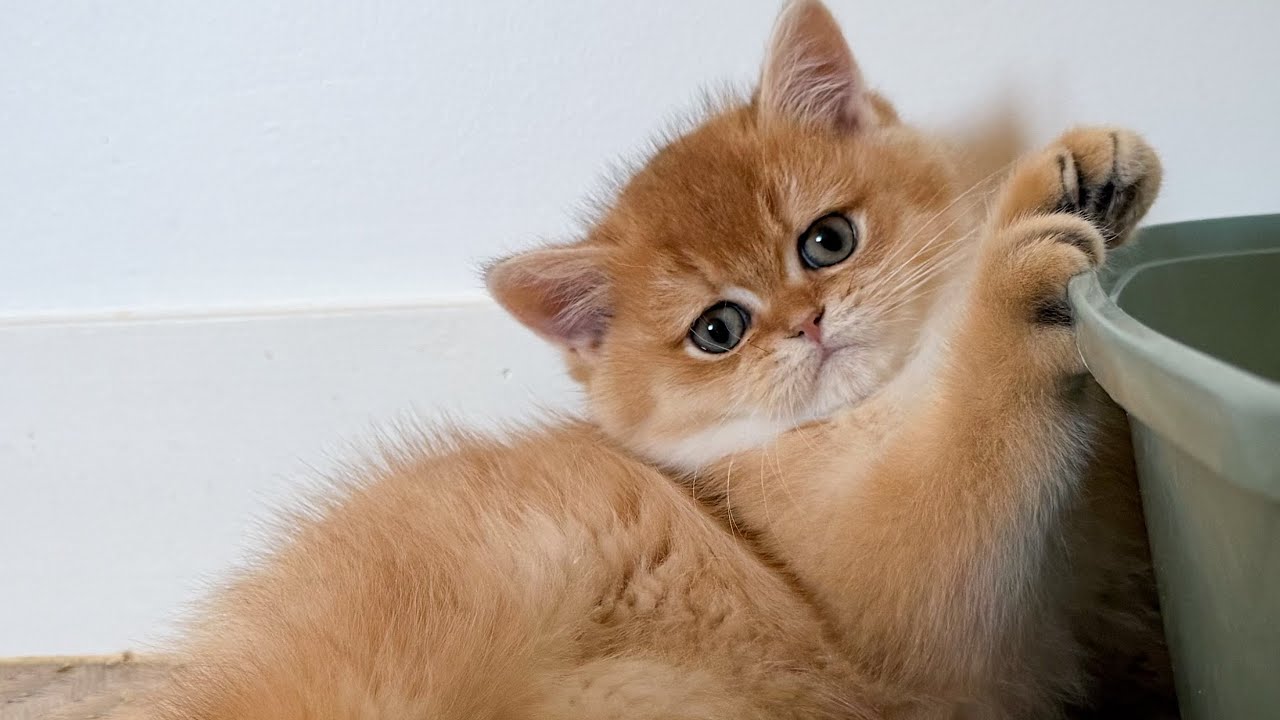 Valaris chaton British shorthair black golden shaded. Calin / jeu chaton. 