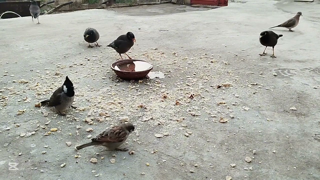 bird 🐦 feeding beautiful video morning #viral#nature #birdsong #greenlove 