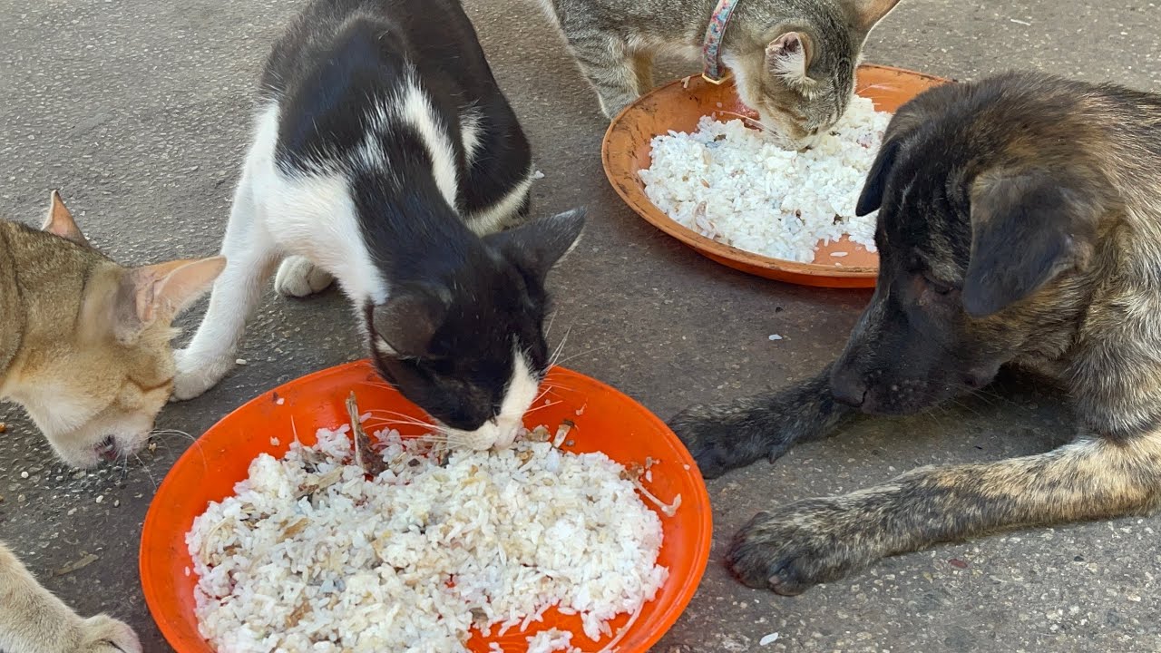  Little puppies and cats eat well together at noon | LUCY Official