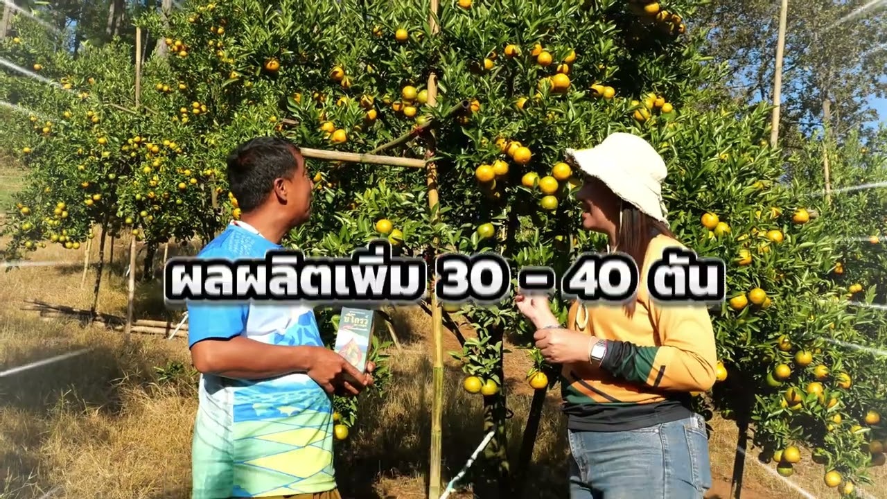 B-organic Grow | EP. 113 | ส้มสวย เนื้อเเน่น ผิวใส ลูกใหญ่ คุณภาพดี เพราะใช้  #บีโกรว์