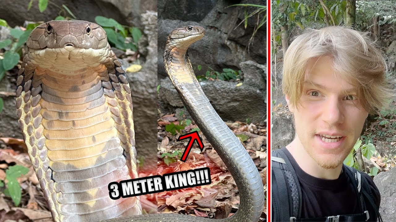Catching a HUGE KING COBRA in Southern Thailand!!!