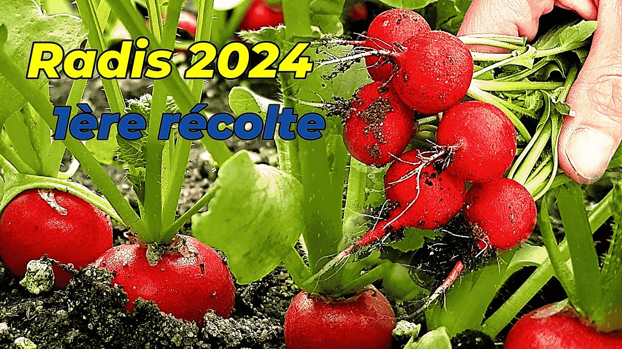 Première récolte de radis 2024