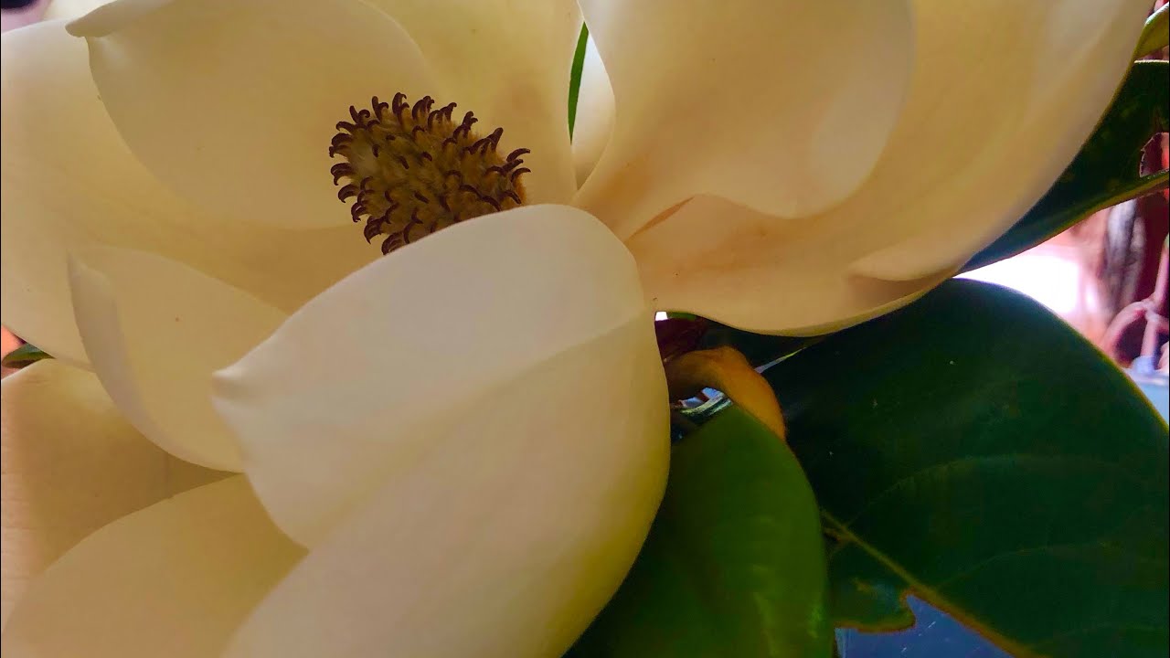 Como plantar una  Magnolia