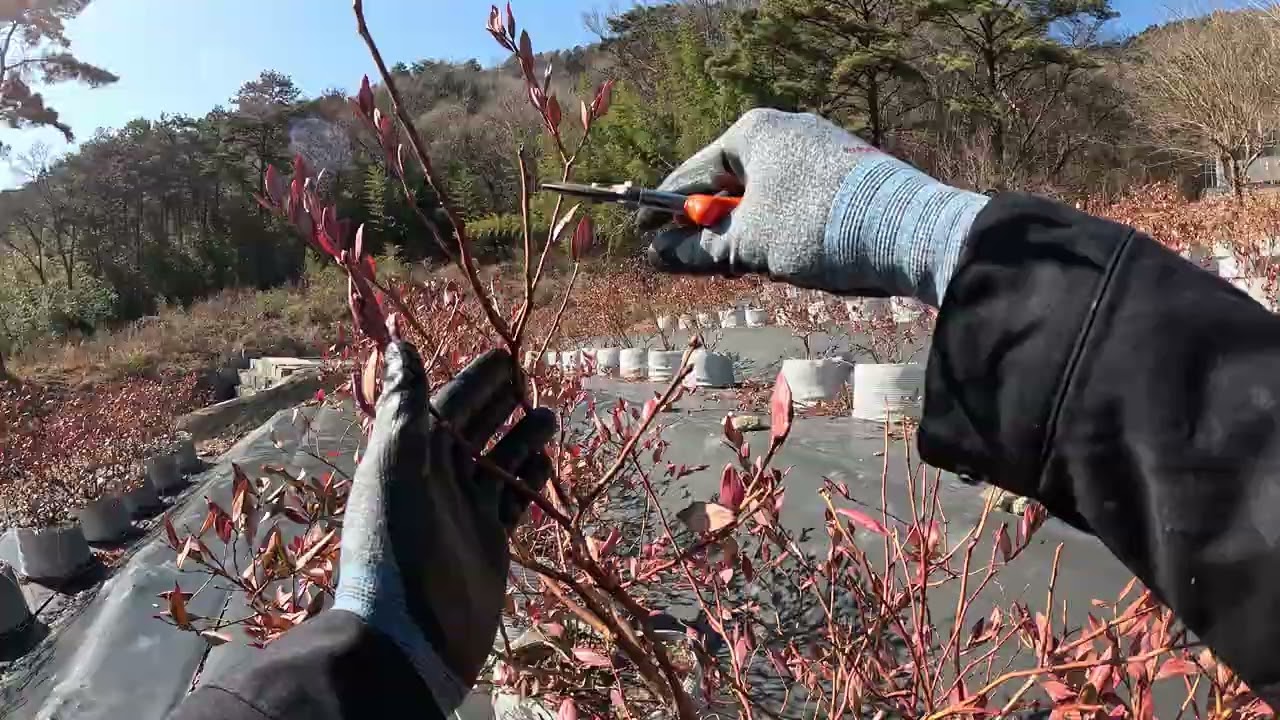 (26.01.28.)블루베리 동계전정 현장지도. 2편 (수지블루 3년차)