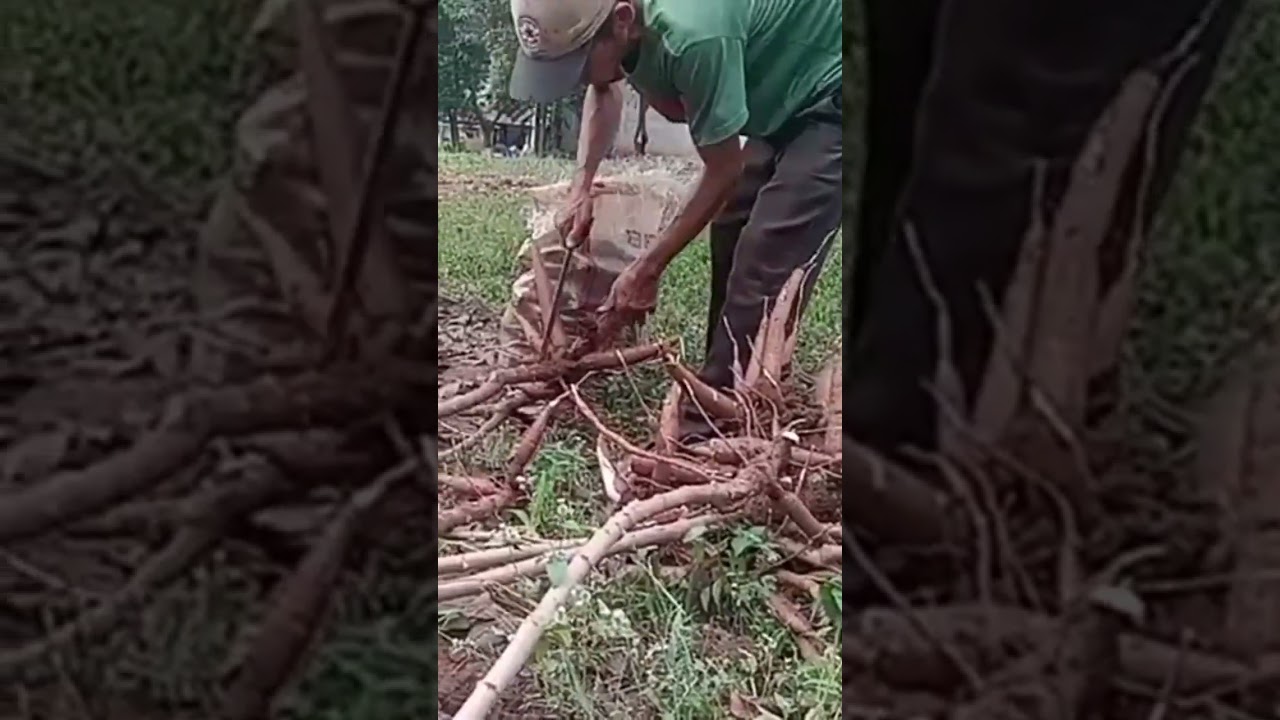 Panen Singkong Apuy
