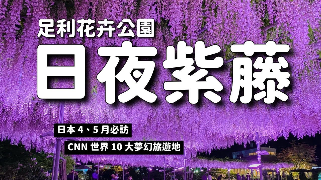 日本紫藤花💜到足利花卉公園看日夜藤花、吃藤花冰淇淋、買藤花伴手禮｜上野出發最快1.5小時抵達｜四月底五月初景點｜日本4K旅遊VLOG