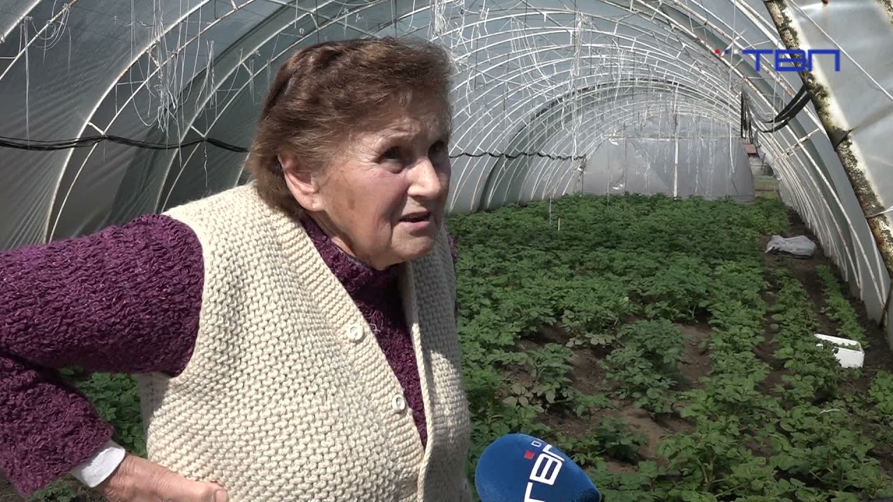 TV Pančevo - Proizvodnja mladog krompira u plastenicima