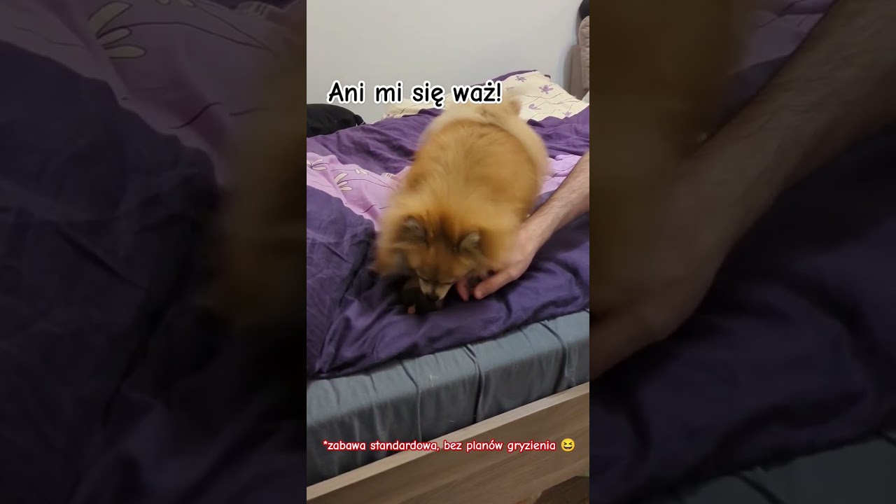 Tateł i Shani #shorts #short #pomeranian #szpicminiaturowy #szpic #zwierzęta #pies #psy #dog