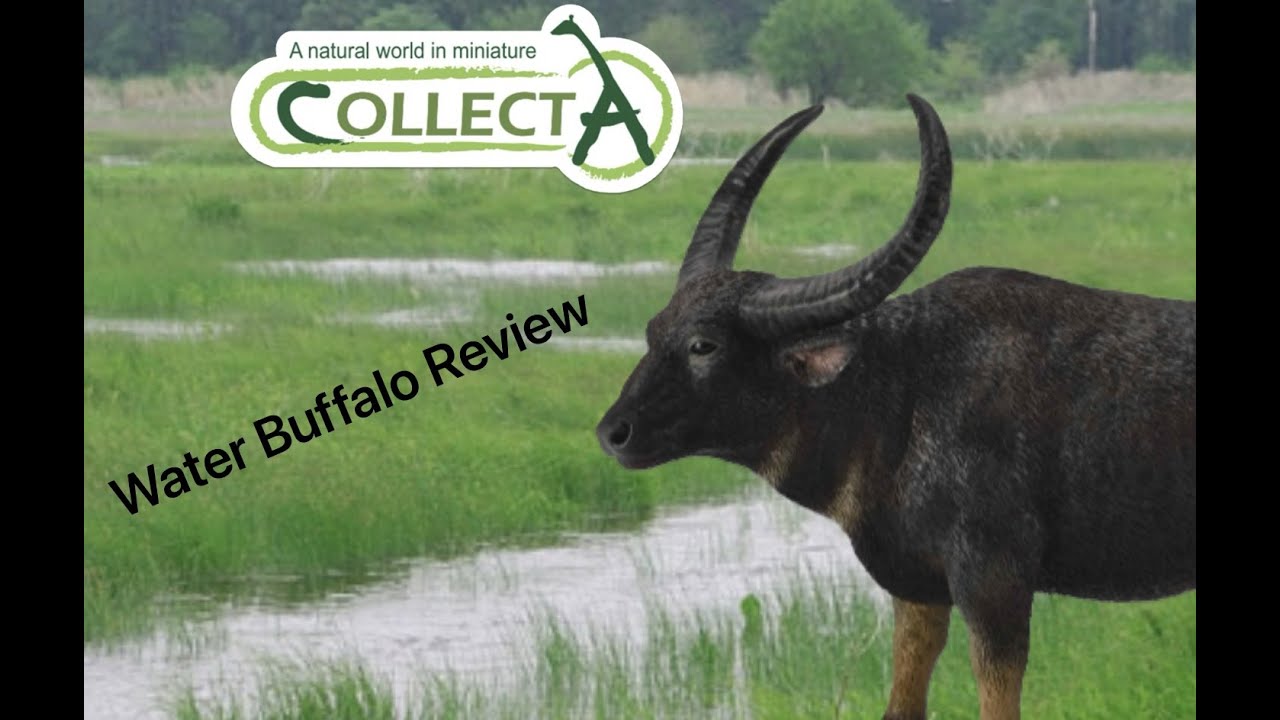 CollectA 2014 Wild Water Buffalo review