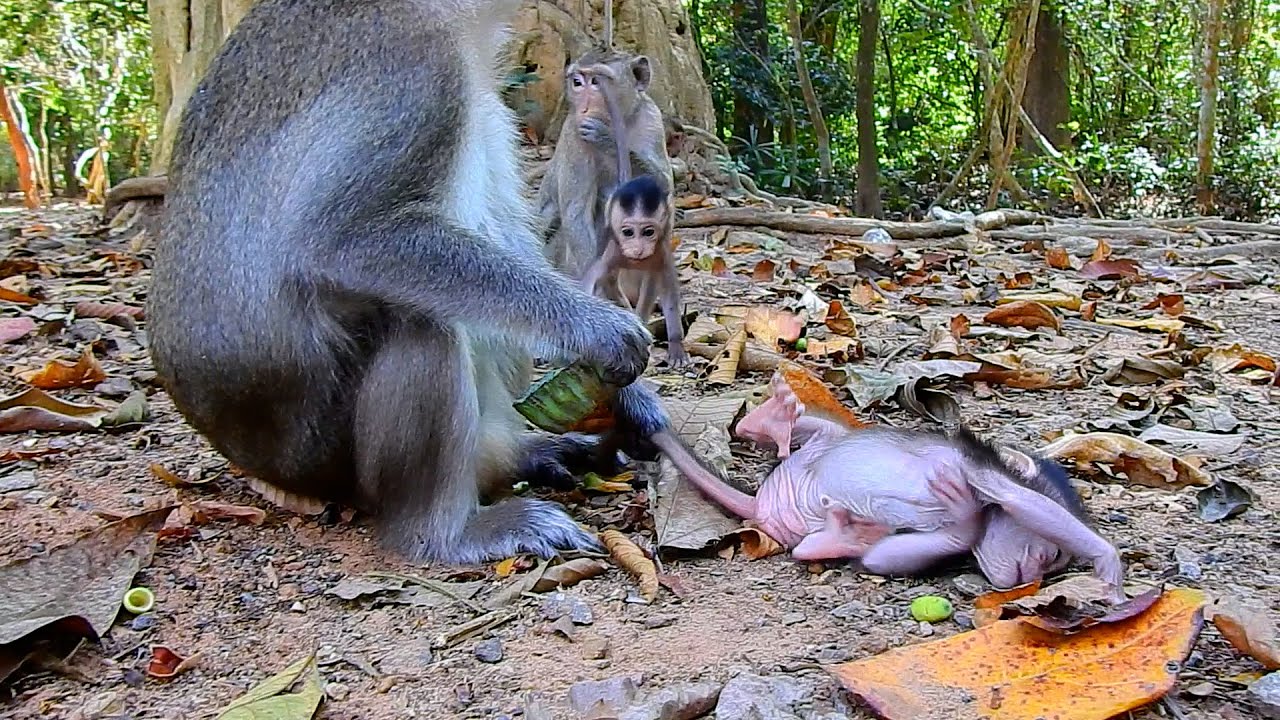 Such A Beautiful Day! This Is Most Incredible Action Of Curious Tiny Baby AMINA Exploring...