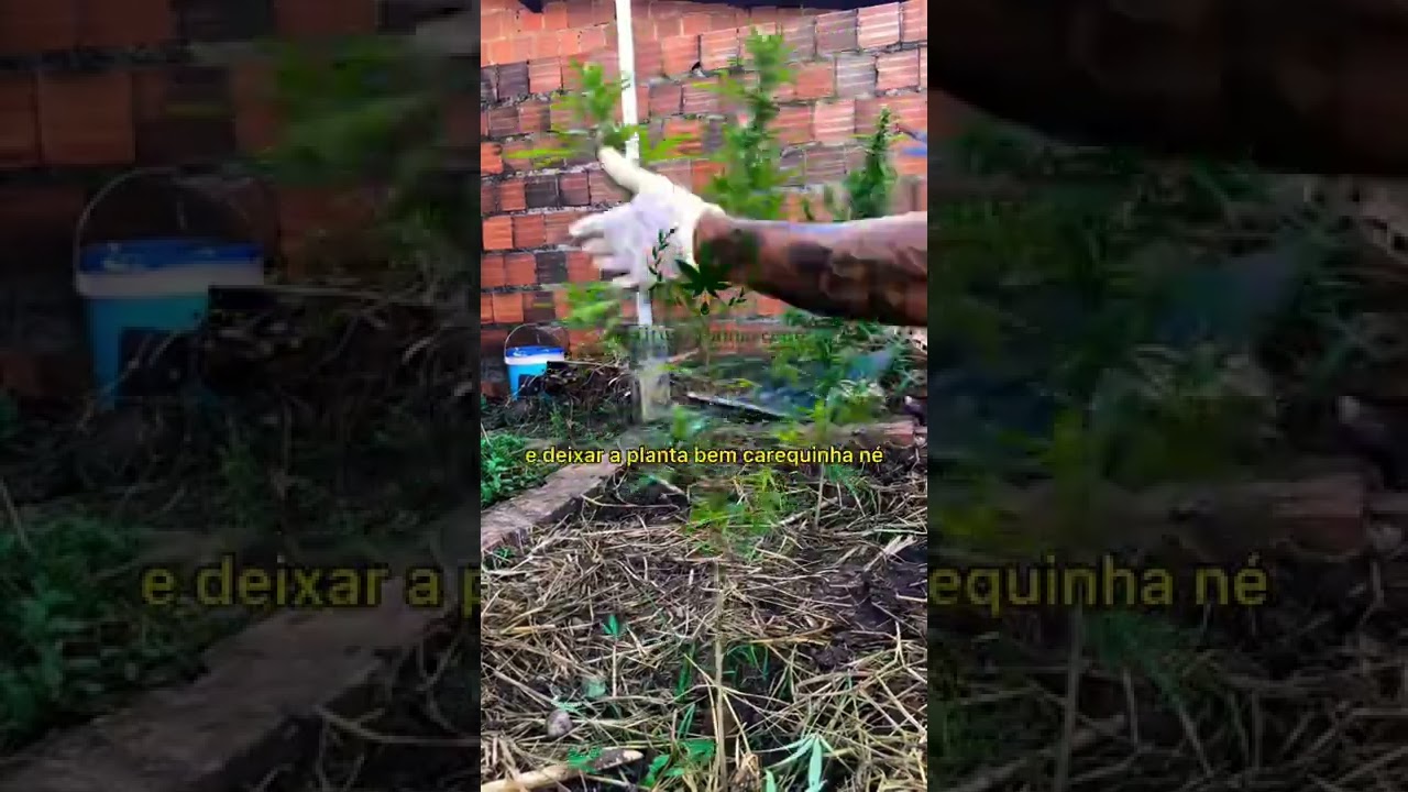 T&eacute;cnica para Desfolha🔥🍁Chaaaama na Maconha 🔥🍁Maconha &eacute; Medicinal, a Proibi&ccedil;&atilde;o &eacute; que faz Mal!