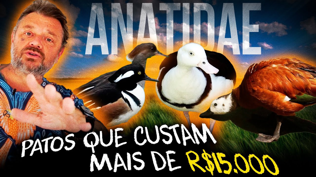 A CRIAÇÃO DE PATOS E GANSOS MAIS VALIOSA QUE JÁ VI!