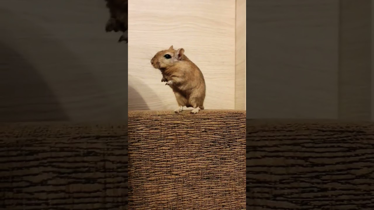 Ucieczka #myszoskoczki #mysz #funny #myszka #śmieszne #mouse #zwierzęta #animals #shorts #short