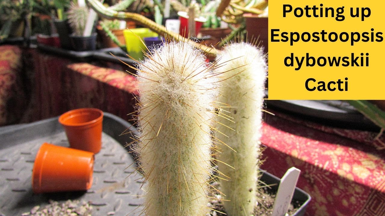 Potting up my Espostoopsis dybowskii cacti #cactus #cacti