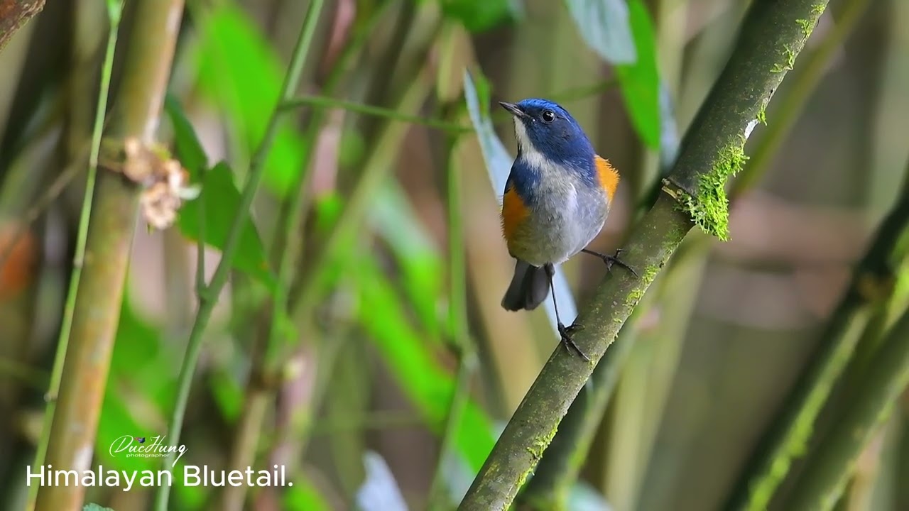 Himalayan Blueail.