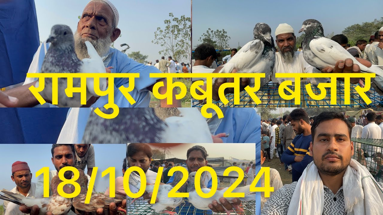रामपुर कबूतर बाजार Rampur Kabootar bajar 18/10/2024