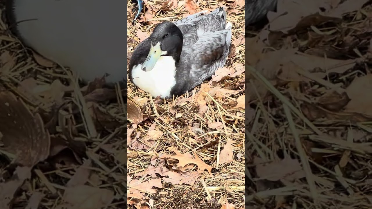 Taking care of my animals again 🐥🐔🦆🐐🐓