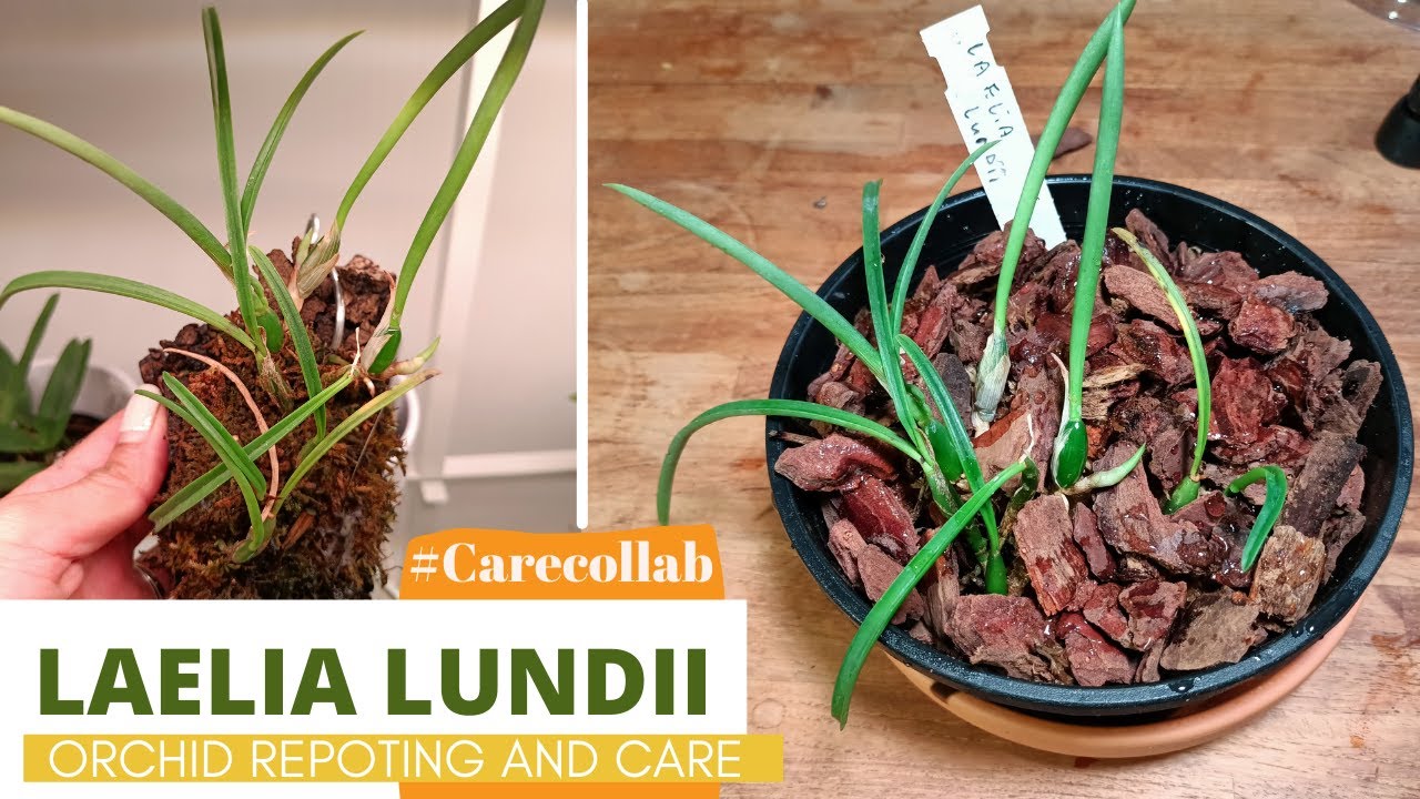#Carecollab Cattleya (Laelia) Lundii care and repot