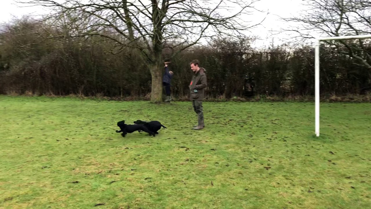 Percy and Tiggs, working cockers in action!
