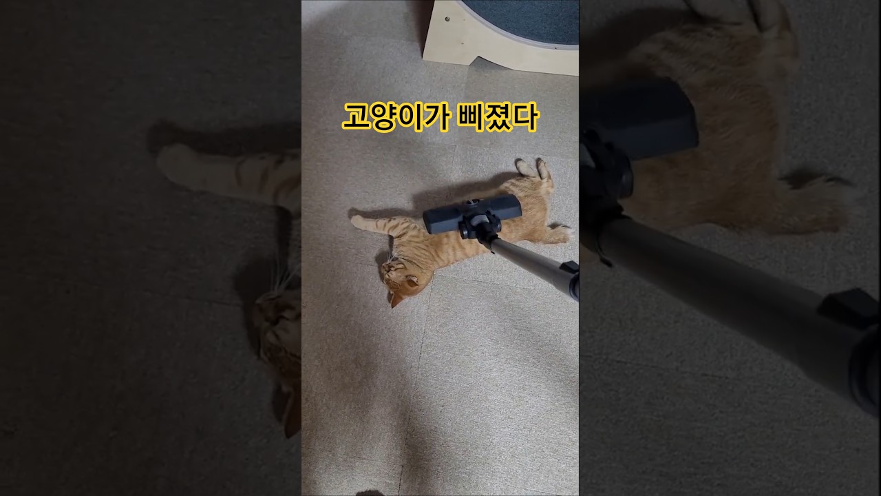 고양이가 제대로 삐졌다 #매탈남