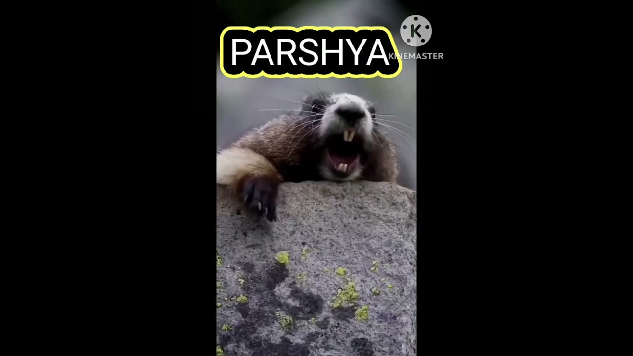 FUNNYVIDEO)PARSHYA NAME FUNNY VIDEO.. #TRENDING #FUNNYSHORT VIDEOS..#PARSHYA NAME VIDEO...