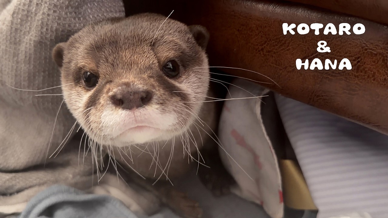 気づいたらカワウソの言葉がわかるようになる動画　My Otters&rsquo; Unique Sounds Translated for Humans