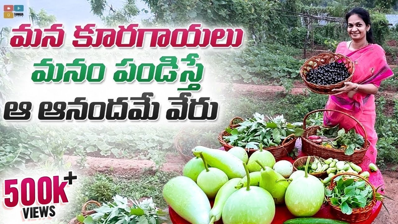 AMAZING Harvest/కూరగాయలను పెంచటం.. పంచటం ..లో ఉన్న ఆనందమే వేరు//  Madgardener