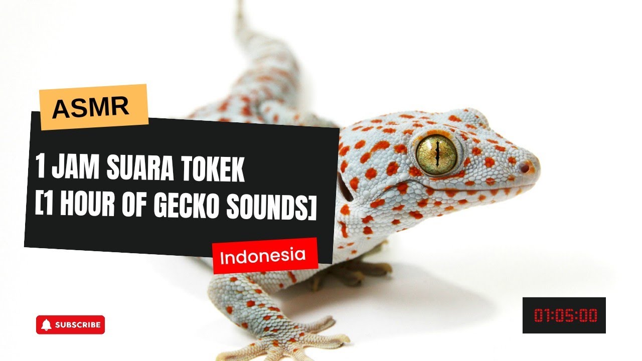ASMR Indonesian Gecko Sound 1 Hour