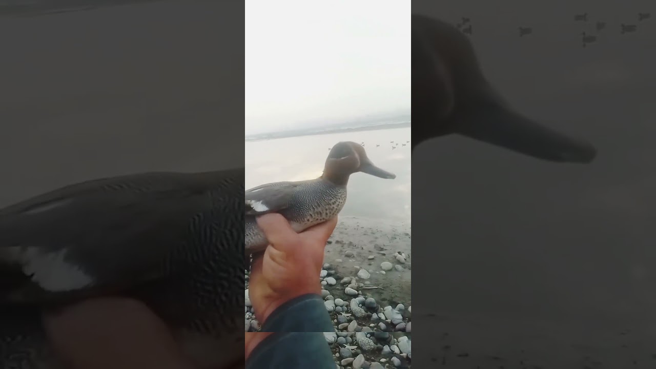 Green Wing Teal hunt beauty of Birds #shortvideo #shortsfeed #teal #duck #hunting #sound #reels
