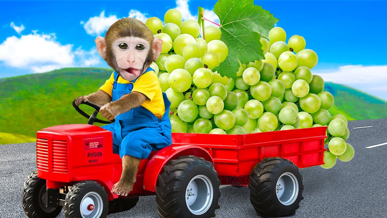 Mono MoMo va a cosechar uvas de colores y se mete en problemas con el tractor | MONO MOMO ESP