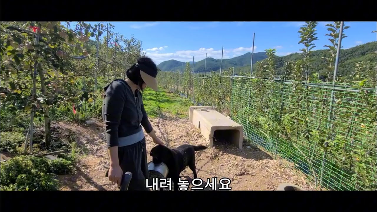 문루즈 사과 1년생 과연 당도얼마 일까요?