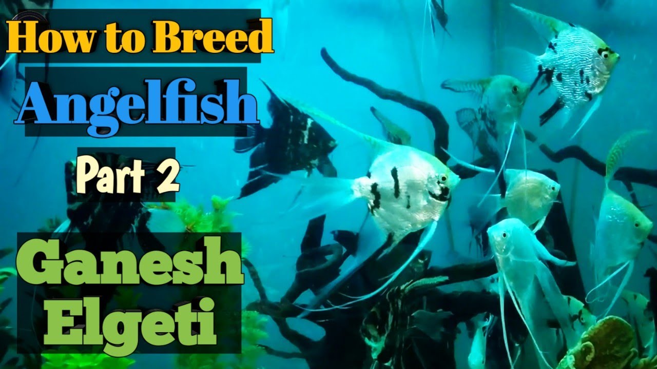 How to breed Angelfish | Part 2 | Ganesh Elgeti | Angelfish breeding | Breeding Angelfish | Angels